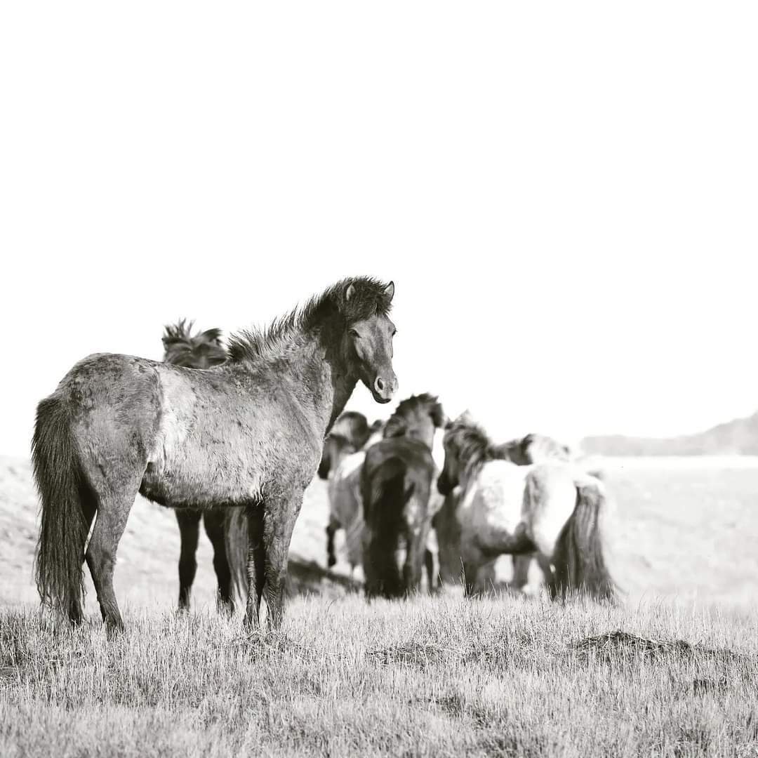 PferdeFotografie